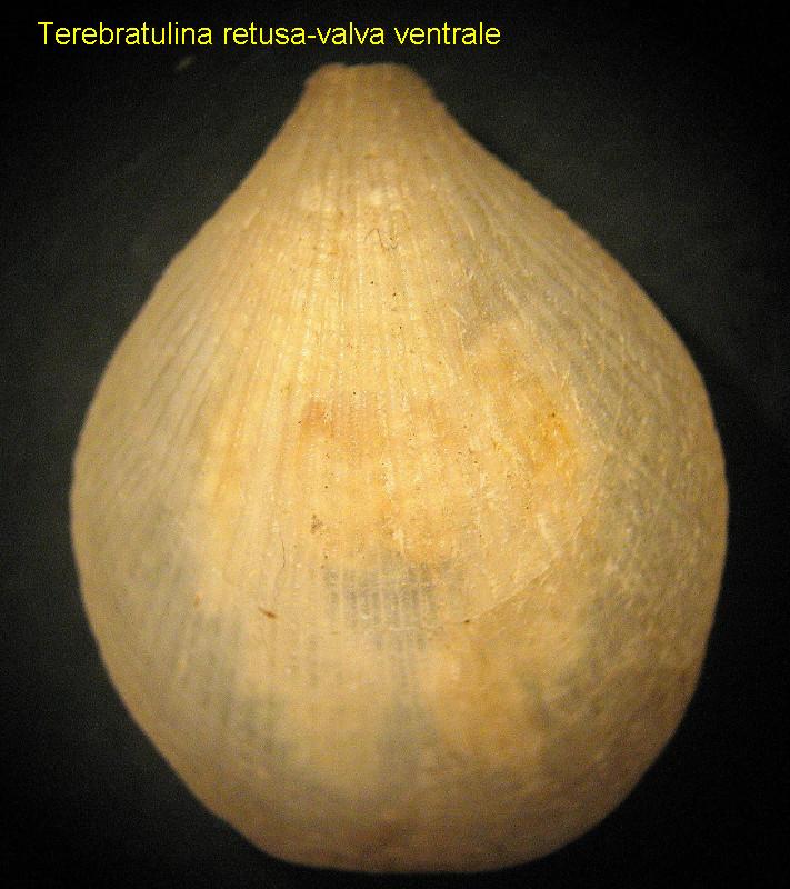 Terebratulina retusa (Linneo, 1758)